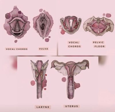 Muskulatur Beckenboden, Vulva, Vagina, Stimmbänder, Kehlkopf